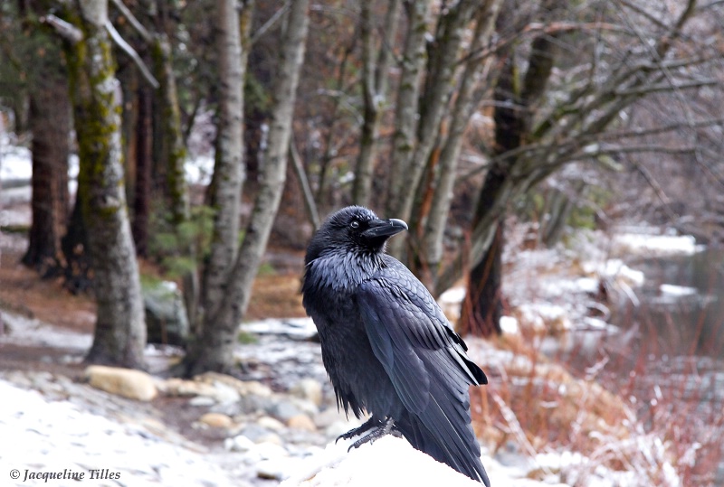 A Scenic Roost - ID: 9978615 © Jacqueline A. Tilles