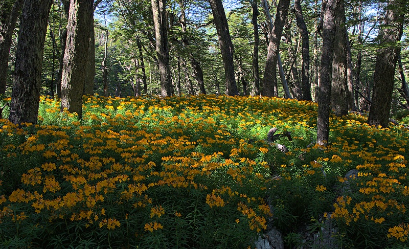 Amancay´s bloom in the lenga forest