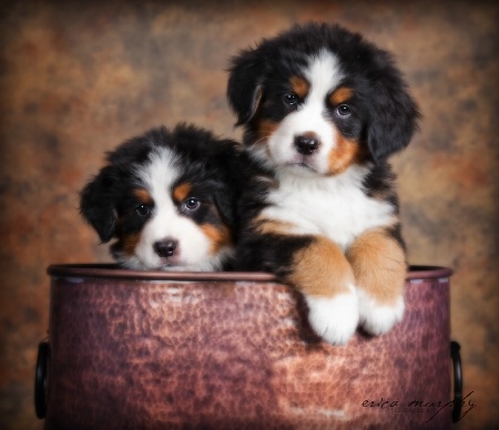 Pot of Pups