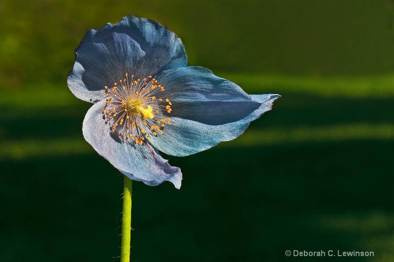 Blue Poppy - ID: 9979367 © Deborah C. Lewinson