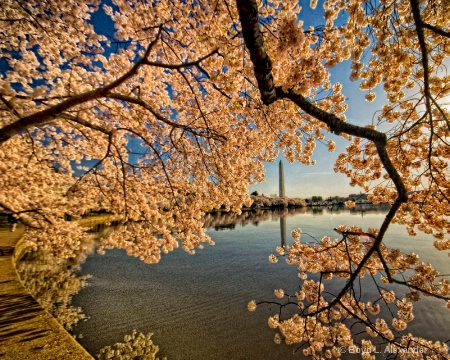  Cherry Blossoms at the Tidal Basin