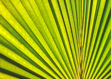 Palm Lines