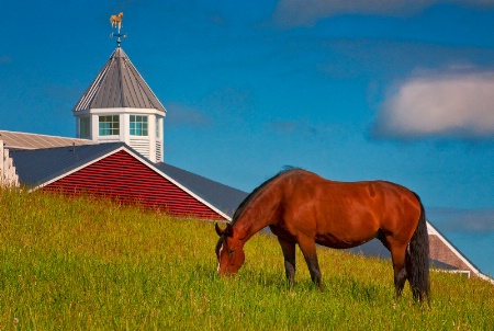 Horse and Stables-Pineland Farm