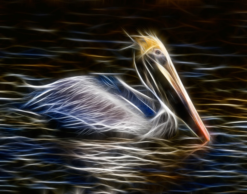 Pelican; Fort DeSoto Park - ID: 9980039 © Richard S. Young