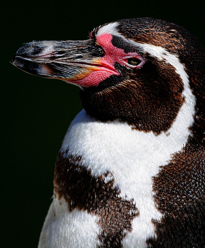 Humboldt Penguin