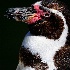2Humboldt Penguin - ID: 9981411 © Kathy Salerni