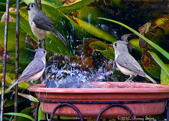 Tufted Titmouse Watering Hole