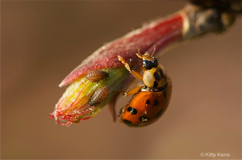 Ladybug and Two Aphids
