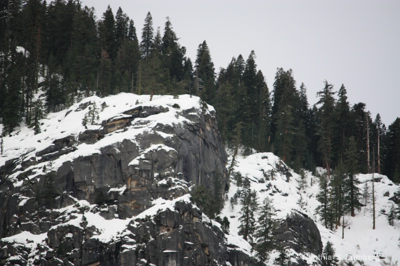 Winter Forest. . .Yosemite, CA - ID: 9982123 © Cynthia S. Lumberg