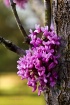 Red Bud Blooms