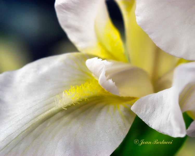 White Iris