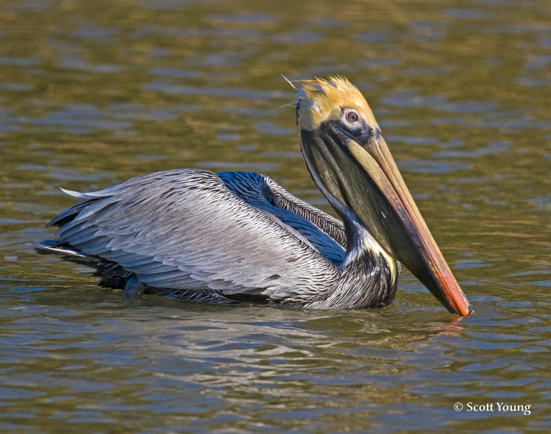 Brown Pelican; Ft. De Soto; Tierra Verde, FL - ID: 9985589 © Richard S. Young