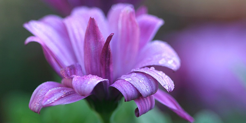 early morning osteospermum