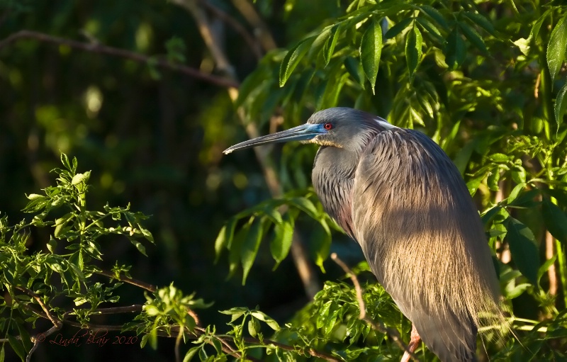 Tricolored Heron