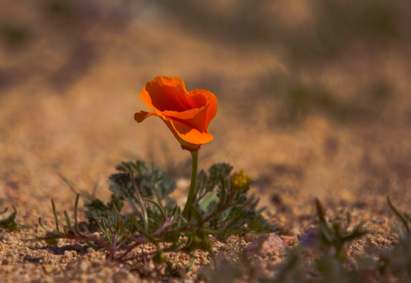 lonely poppy  - ID: 9985967 © Lisa Ann Cyphers