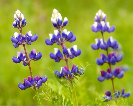 Three Little Bonnets