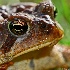 © Ron Livingston PhotoID # 9987457: When Toads Cry