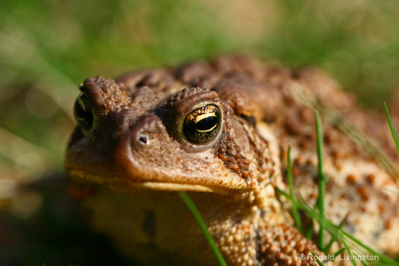 Eye of Toad - ID: 9987459 © Ron Livingston