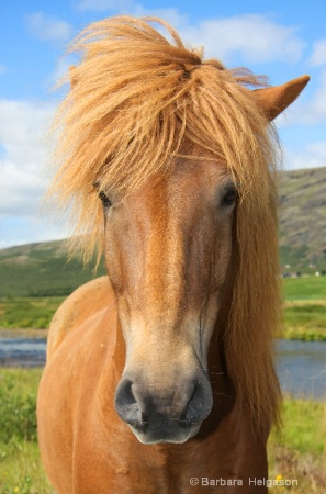 Iceland horse