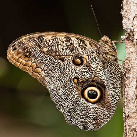 Owl Butterfly