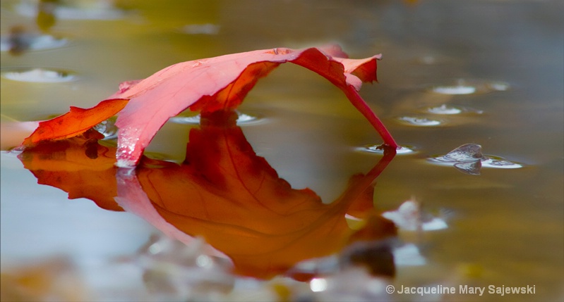 Fall Reflections