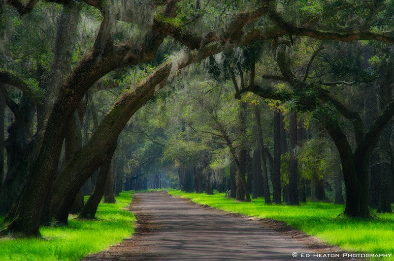 Avenue of the Oaks