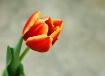 Tulip II