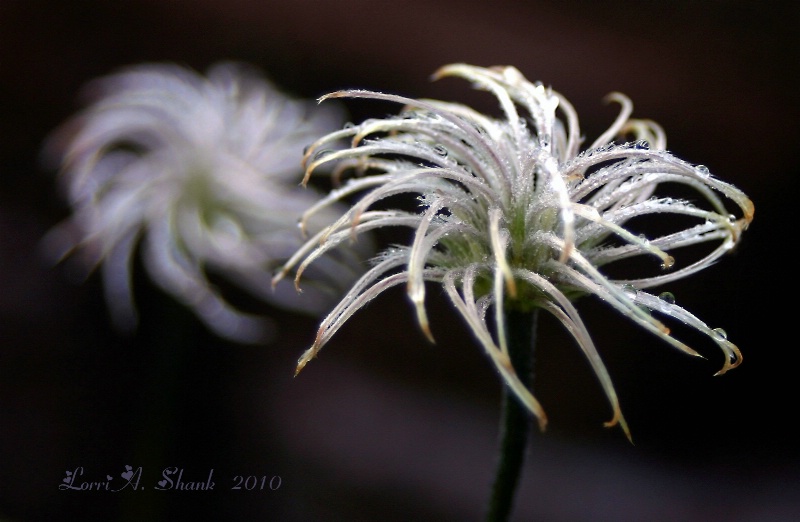 Frosted Seedheads