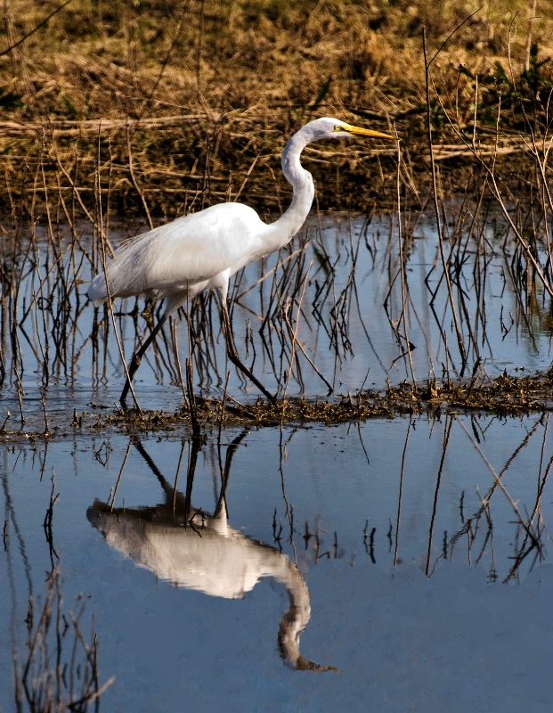 Reflecting on an Egret - ID: 9991483 © Clyde Smith