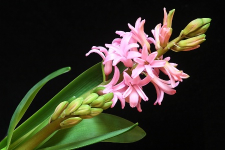 hyacinth, in pink