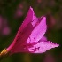 © Natasha Pliss PhotoID # 9992484: Pink glory