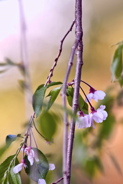 Blossoms