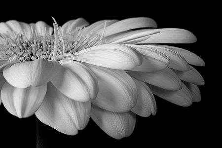 B/W Gerbera