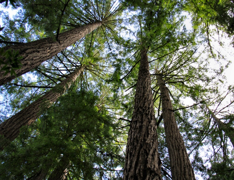 Tall Trees