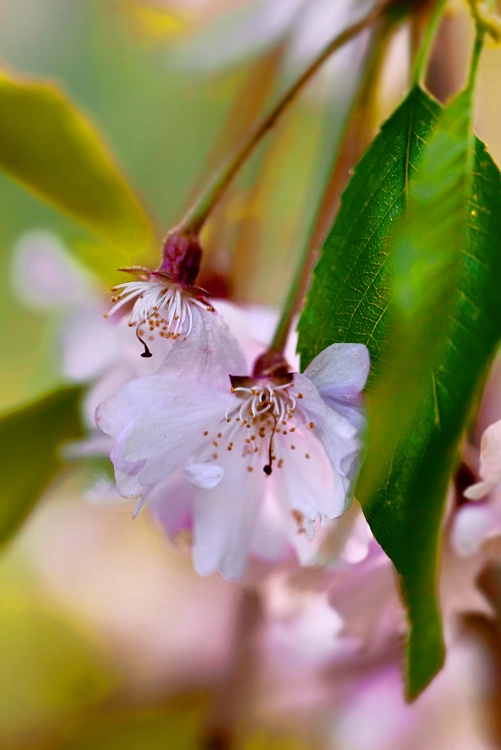 Spring Blossoms