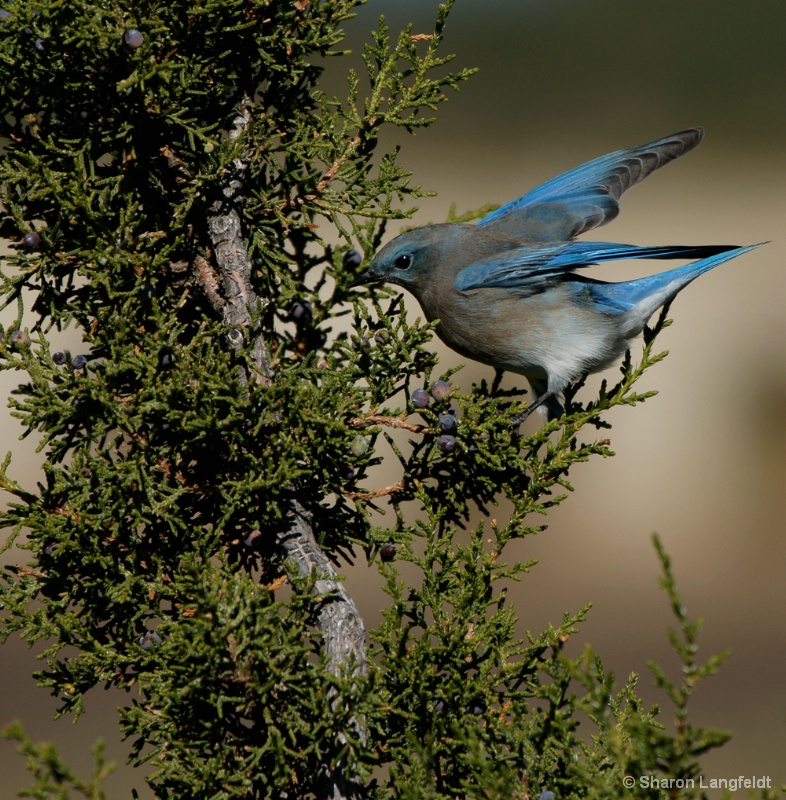 Bluebird Breakfast - ID: 9994050 © Sharon L. Langfeldt