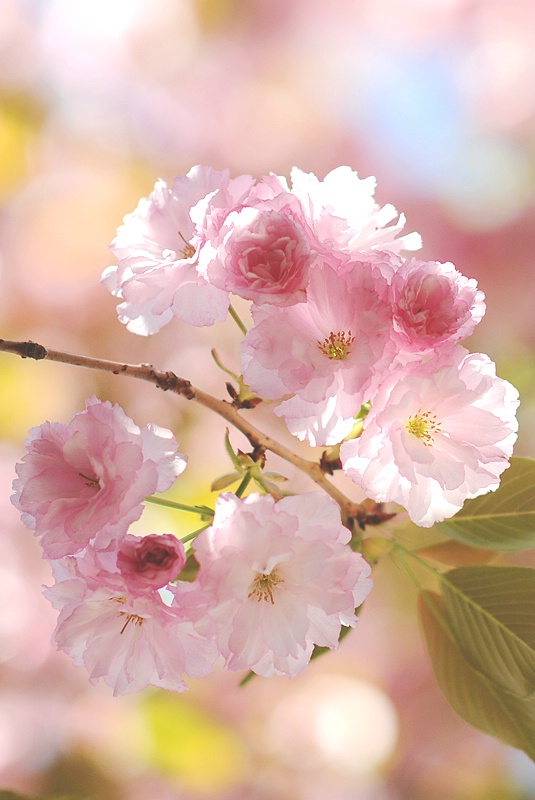 Billowy Blossoms