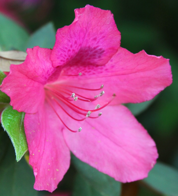 Pretty in Pink