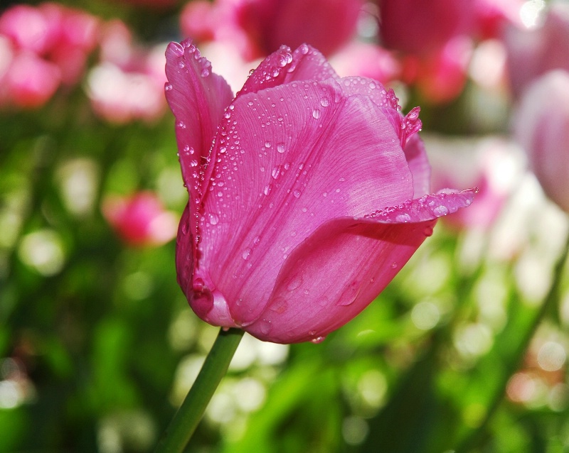 Rain kissed Tulip.