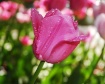 Rain kissed Tulip...