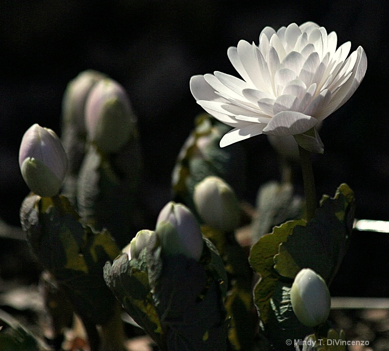 Double Bloodroot