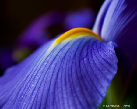 Blue Iris in Spring (Second Place April, 2010)