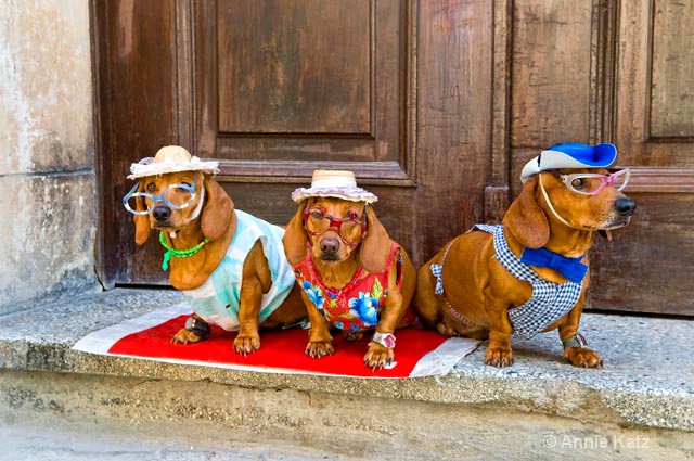 three dachshunds - ID: 9995289 © Annie Katz