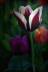 Striped Tulip