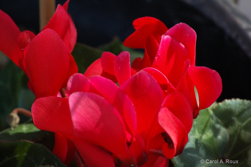 Red Cyclamen group