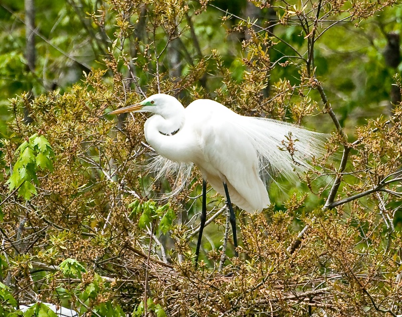 Great White Egret2