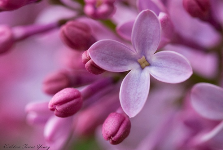 Lilac Blossom