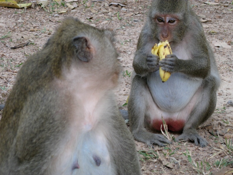 cambodian monkeys