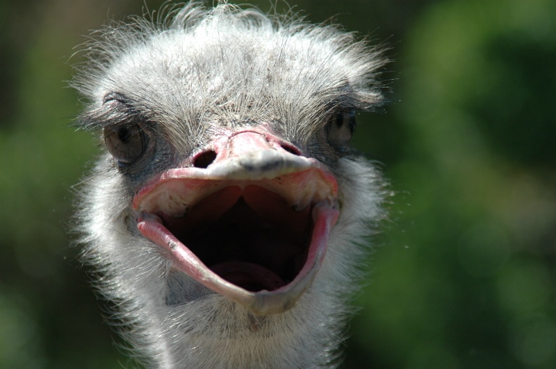 "Oscar" the Ostrich