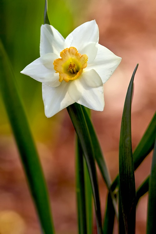 Daffodil